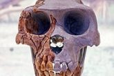 Ardipithecus spp. Source Spanish Museum of Natural Sciences