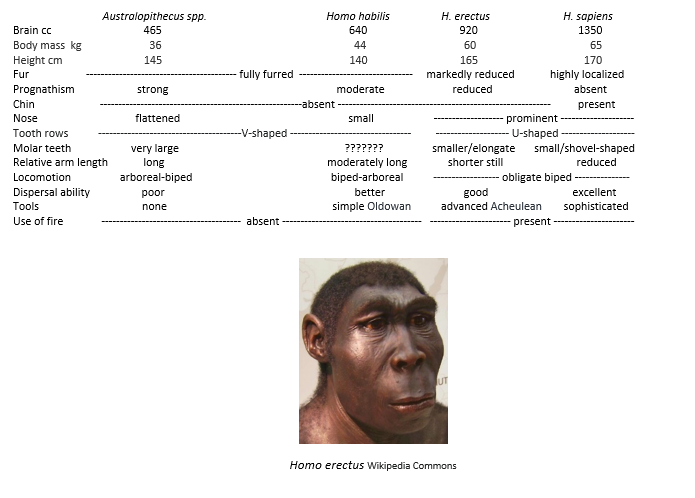 Homo Erectus And Chart