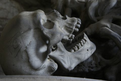 Human Being Skull Evolution Death