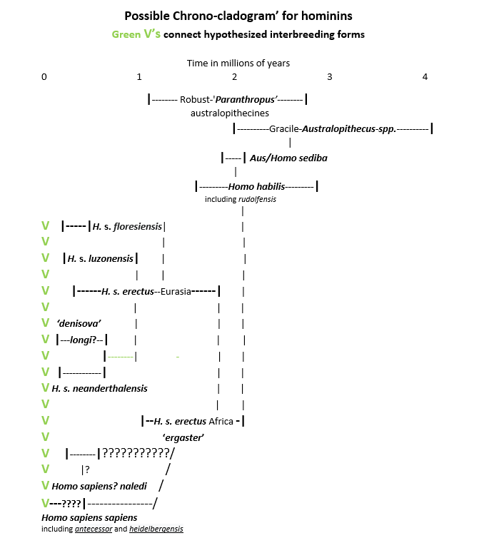 Possible Chrono-cladogram’ for hominins